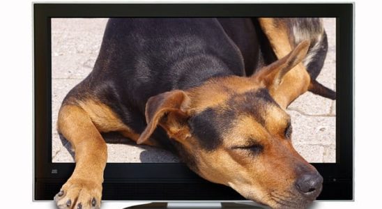 canal de tv para perros