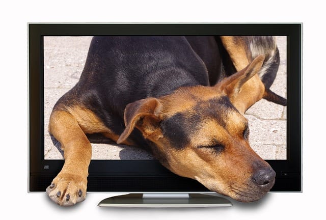 canal de tv para perros