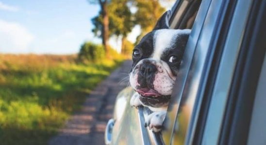 perro en un coche de renting