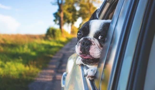 perro en un coche de renting